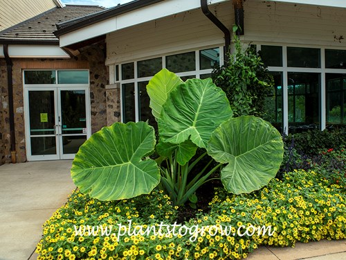 Thailand Giant Elephant Ears (Colocasia gigantea)
This plant was humongous.  It seems out of place having such a large tropical plant growing in a zone #5 garden, but I really enjoy seeing it. Growing in an area that gets some direct sun.